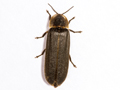 Lampyris noctiluca